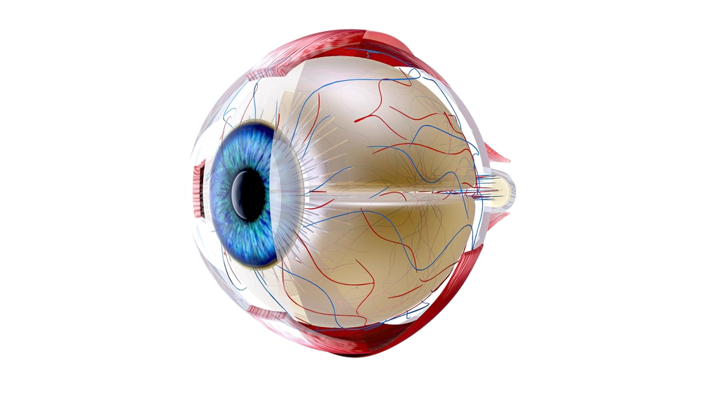 Anatomie-de-l_oeil-Ophtalmologie-La-Meuse